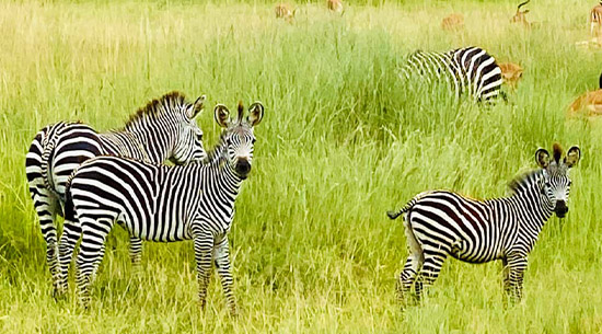 4 Days Tarangire, Serengeti, Ngorongoro