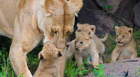 5 Days, Arusha NP, Tarangire, Lake Manyara, Ngorongoro Crater, Lake Eyasi