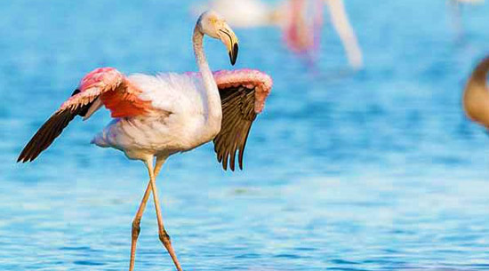 3 Days Lake Manyara, Ngorongoro, Tarangire